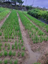 팜모닝 파·영농일지 게시글 이미지