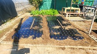 제주농부님의 마늘 · 영농일지 작성글 사진