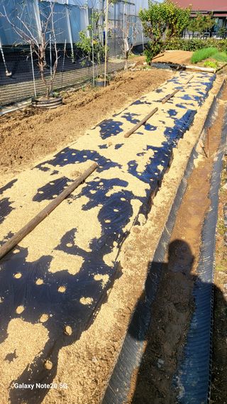 제주농부님의 마늘 · 영농일지 작성글 사진