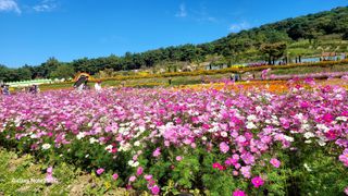 제주농부님의 마늘 · 영농일지 작성글 사진