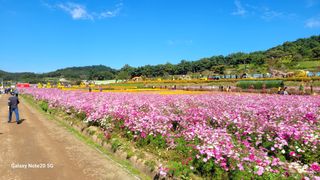 제주농부님의 마늘 · 영농일지 작성글 사진