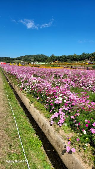 제주농부님의 마늘 · 영농일지 작성글 사진