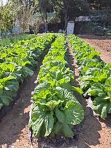 팜모닝 자유주제·자유게시판 게시글 이미지