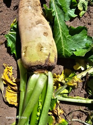 박용열조물주님 님의 배추 · 병해충상담 작성글 사진