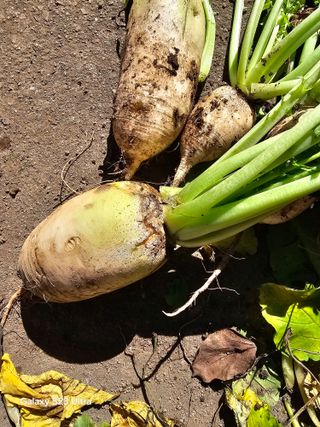 박용열조물주님 님의 배추 · 병해충상담 작성글 사진