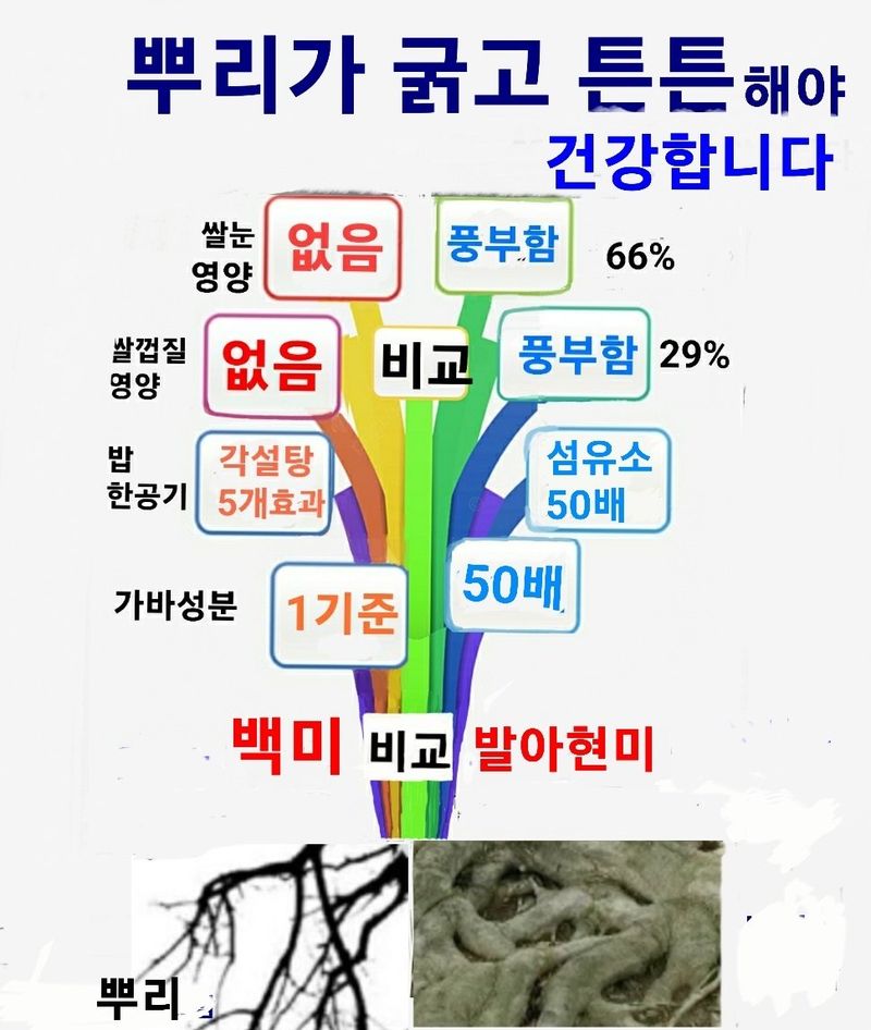이경수님의 장터 판매 상품 [혈당조절 도움 주는 발아현미 당뚝심쌀 5kg] 첨부 사진