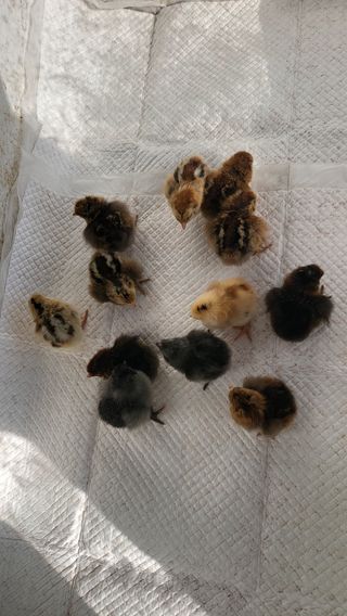 방촌대장님의 자유주제 · 자유게시판 작성글 사진