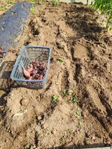 팜모닝 농사, 무엇이든 물어보세요!·참여글 게시글 이미지