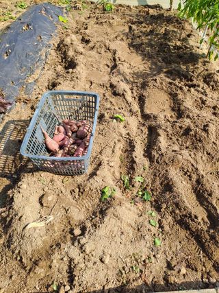 유영창님의 농사, 무엇이든 물어보세요! · 참여글 작성글 사진