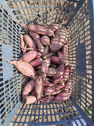 유영창님의 농사, 무엇이든 물어보세요! · 참여글 작성글 사진