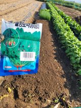 팜모닝 시금치·영농일지 게시글 이미지