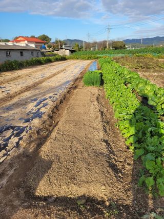 안성의 농사준비꾼님의 양파 · 영농일지 작성글 사진