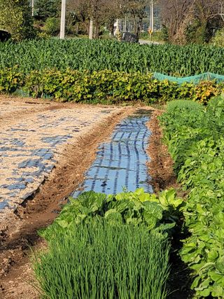 안성의 농사준비꾼님의 양파 · 영농일지 작성글 사진