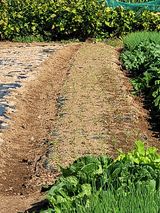 팜모닝 양파·영농일지 게시글 이미지