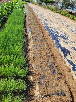 안성의 농사준비꾼님의 양파 · 영농일지 작성글 사진