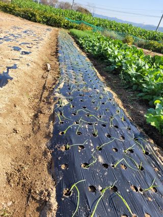 안성의 농사준비꾼님의 양파 · 영농일지 작성글 사진