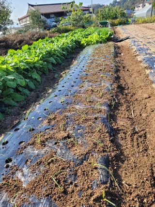 안성의 농사준비꾼님의 양파 · 영농일지 작성글 사진