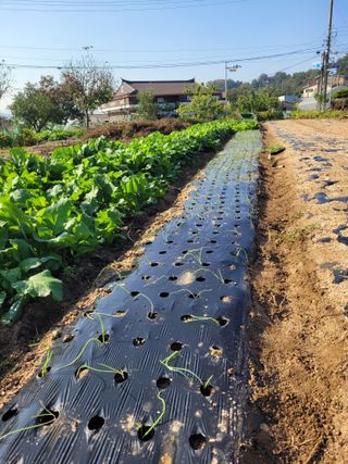 안성의 농사준비꾼님의 양파 · 영농일지 작성글 사진