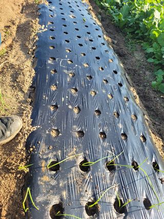 안성의 농사준비꾼님의 양파 · 영농일지 작성글 사진