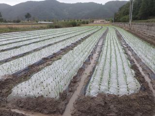 낙동강변님의 마늘 · 영농일지 작성글 사진