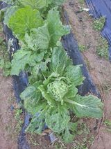 팜모닝 자유주제·자유게시판 게시글 이미지