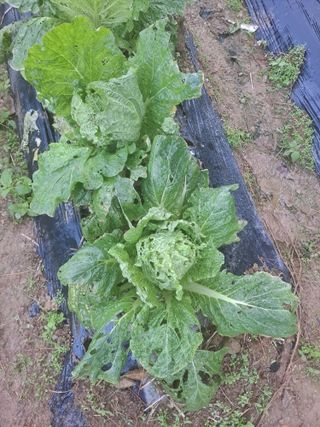 고인석님의 자유주제 · 자유게시판 작성글 사진