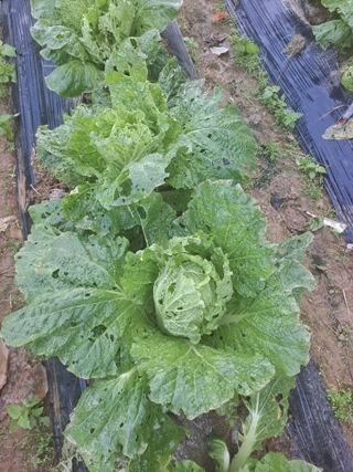 고인석님의 자유주제 · 자유게시판 작성글 사진