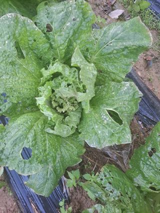 고인석님의 자유주제 · 자유게시판 작성글 사진