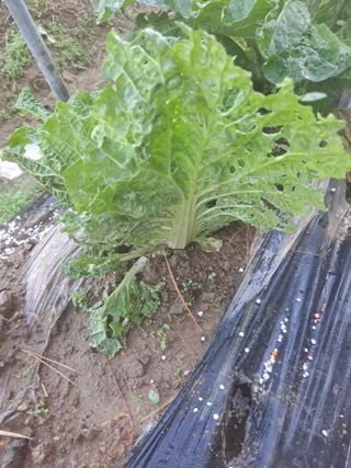 고인석님의 자유주제 · 자유게시판 작성글 사진