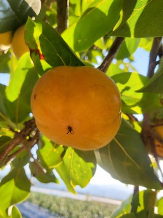 이동엽(양지팜)님의 작성글 사진