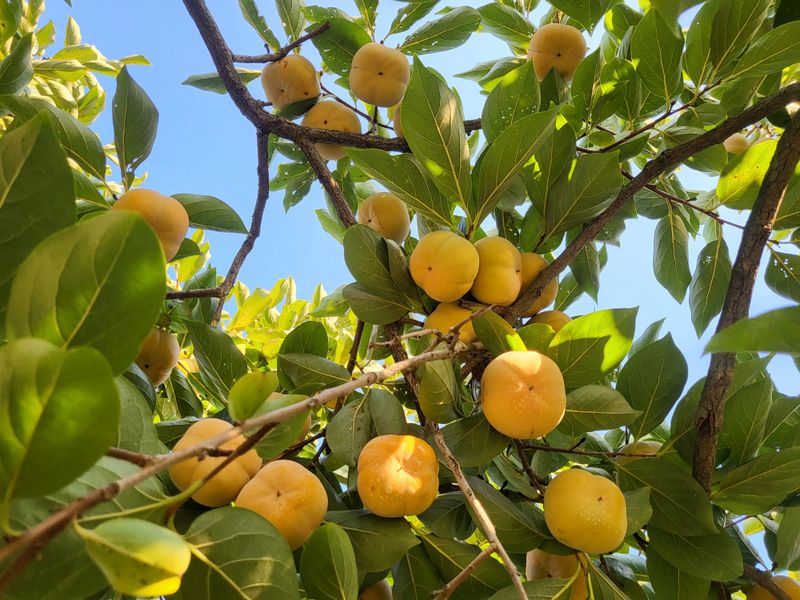 이동엽(양지팜)님의 장터 판매 상품 [단감 5kg] 첨부 사진