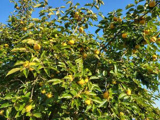 이동엽(양지팜)님의 작성글 사진