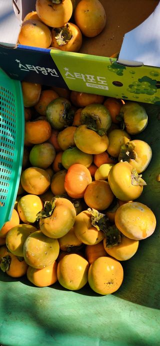 통영바닷가님의 자유주제 · 자유게시판 작성글 사진