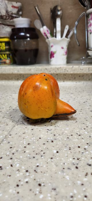 통영바닷가님의 자유주제 · 자유게시판 작성글 사진