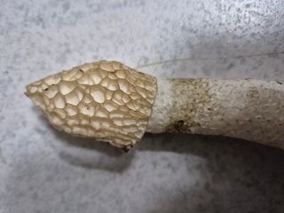 약초꾼님의 자유주제 · 자유게시판 작성글 사진