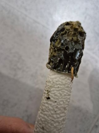 약초꾼님의 자유주제 · 자유게시판 작성글 사진