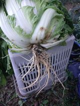 팜모닝 자유주제·자유게시판 게시글 이미지