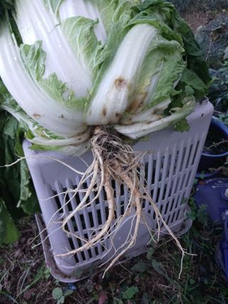 두릅나무16580님의 자유주제 · 자유게시판 작성글 사진