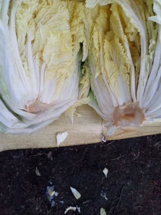 두릅나무16580님의 자유주제 · 자유게시판 작성글 사진