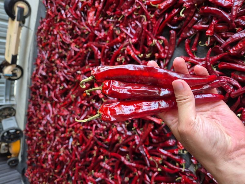 대산농사대장님의 장터 판매 상품 [빅세일  25년  슈퍼슐탄 복합내병계 1200립  한농씨앗] 첨부 사진