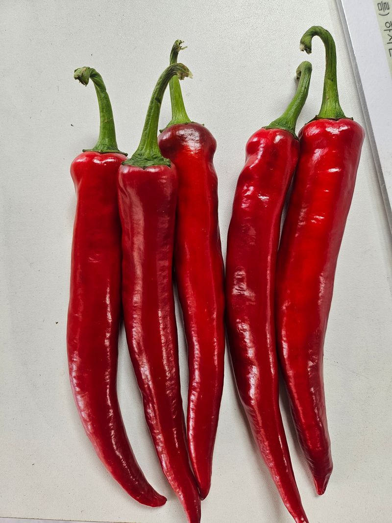 대산농사대장님의 장터 판매 상품 [빅세일  25년  슈퍼슐탄 복합내병계 1200립  한농씨앗] 첨부 사진