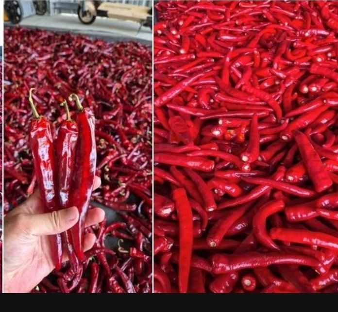 대산농사대장님의 장터 판매 상품 [빅세일  25년  슈퍼슐탄 복합내병계 1200립  한농씨앗] 첨부 사진