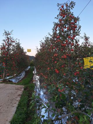 조순자님의 사과 · 영농일지 작성글 사진