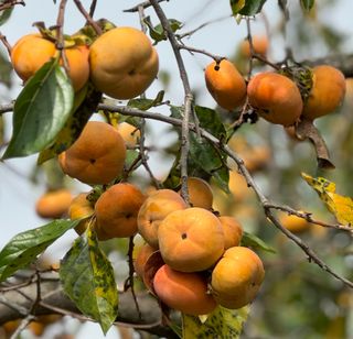 농부손녀님의 작성글 사진