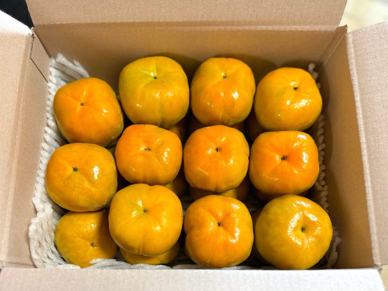 장터 상품 [가을단풍 햇 단감 10kg] 썸네일