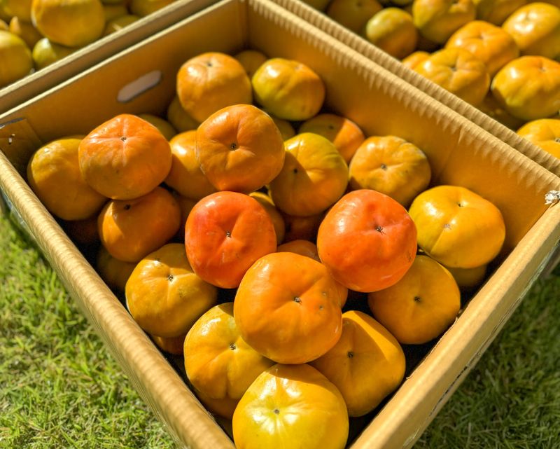 농부손녀님의 장터 판매 상품 [가을단풍 햇 단감 10kg] 첨부 사진