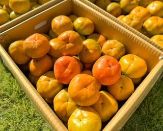 농부손녀님의 작성글 사진