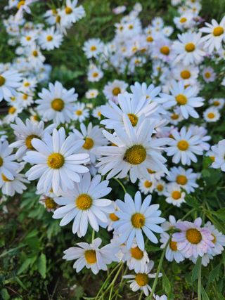 김춘연님의 작성글 사진