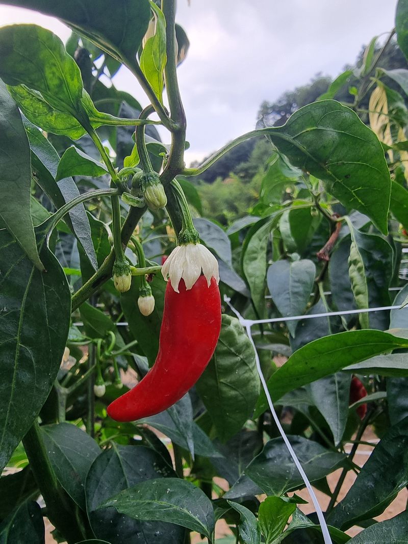 장터 상품 [노지  고추 가루600g] 썸네일