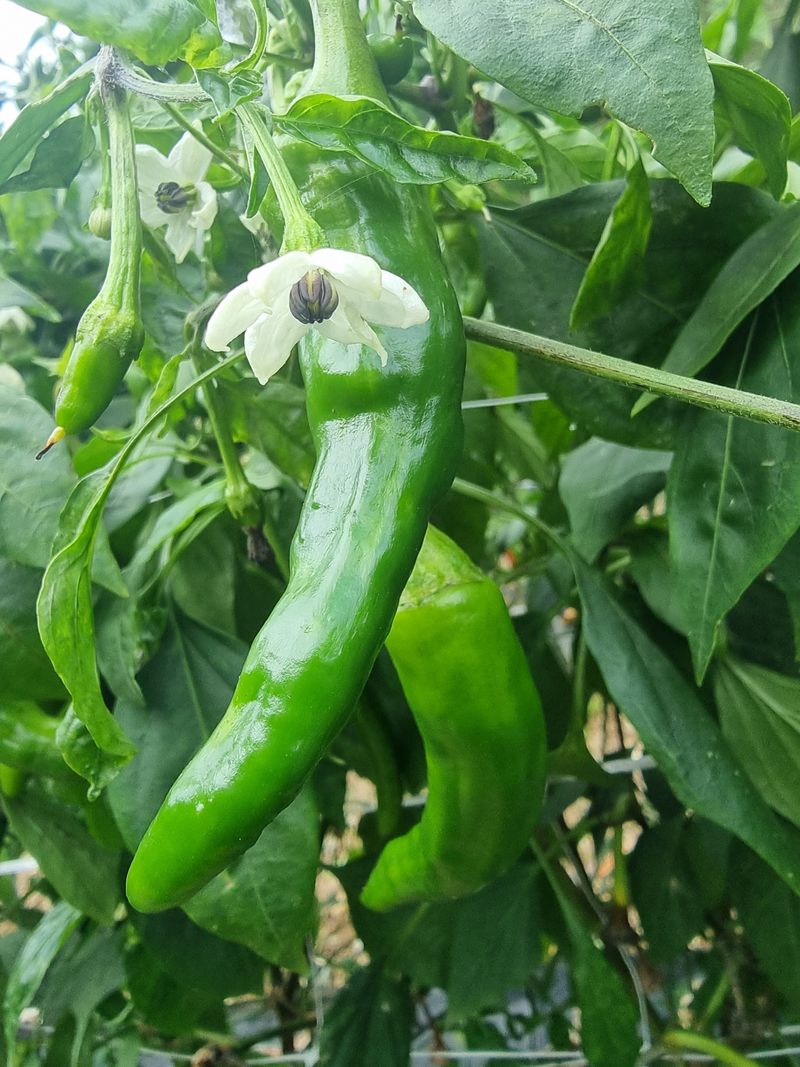 호랑이와인성이님의 장터 판매 상품 [노지  고추 가루600g] 첨부 사진